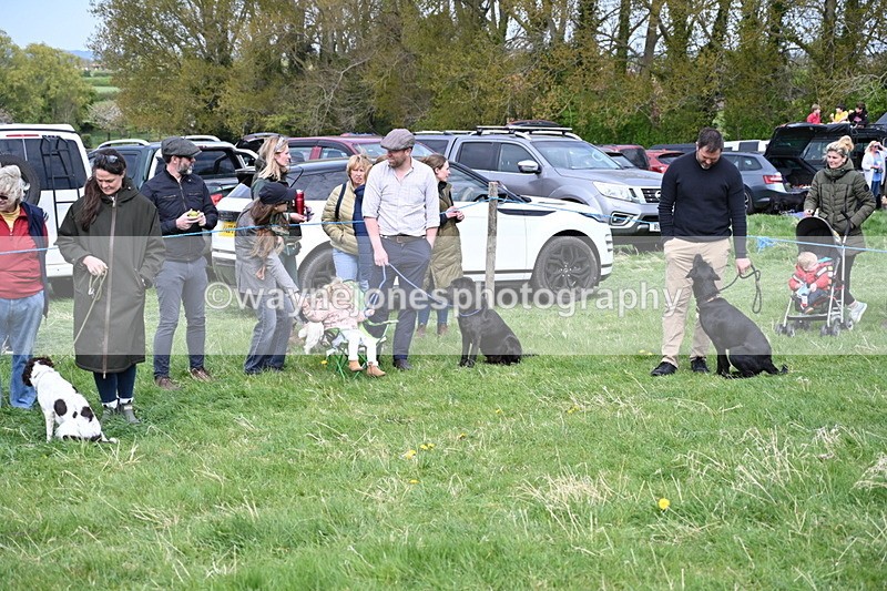 WJ6_8742 - Class 8 Best Working / Gun Dog or Bitch