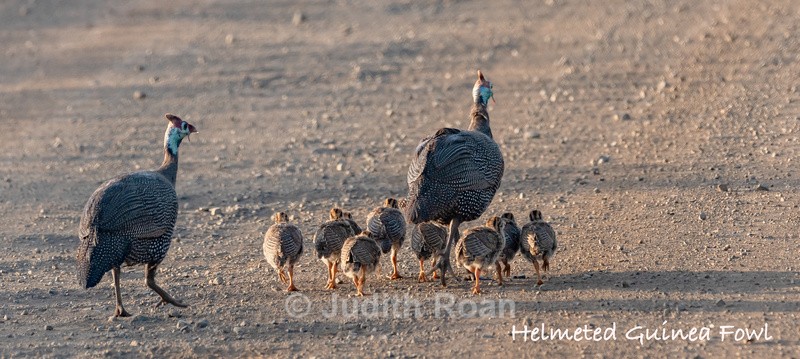  - South Africa Birds and Mammals