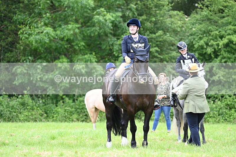 WJ7_4232 - Class 14A Handsome Gelding
