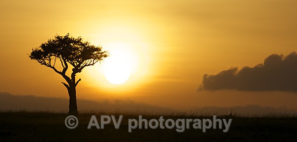 African Sunset - DL Size Cards