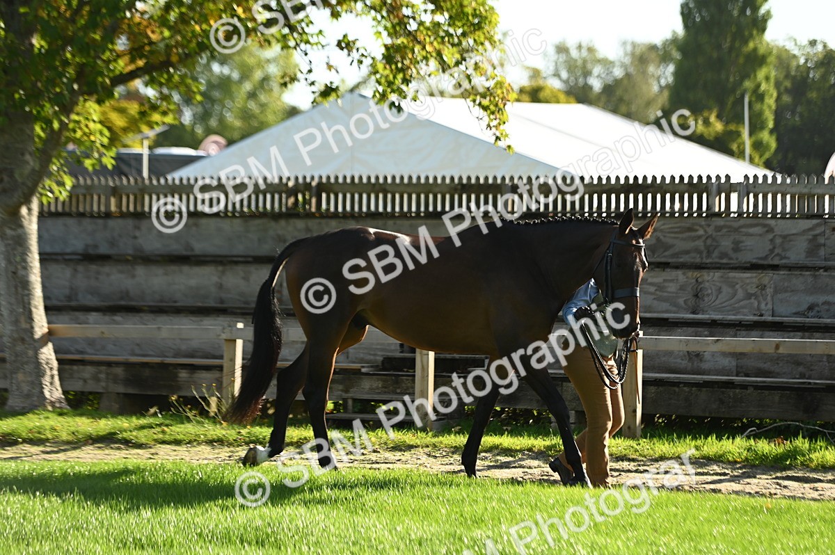 SBM_14694 - S1 - TSR in Hand Horse & Pony Showing