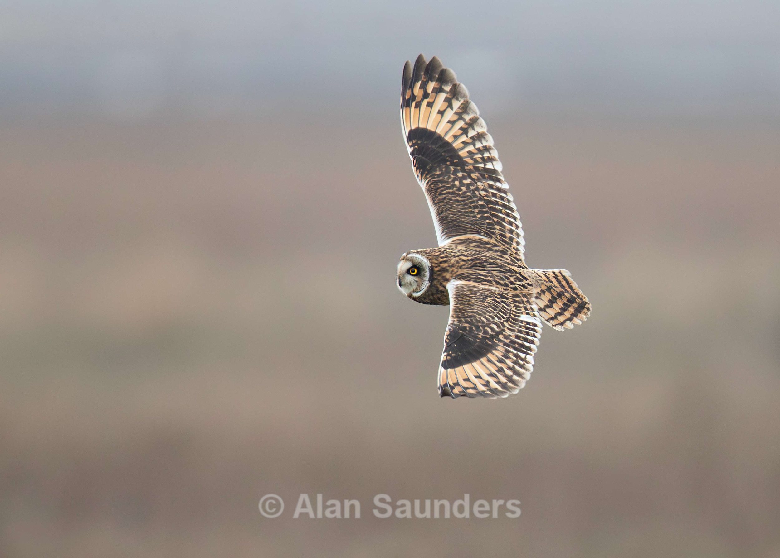 Short Eared Owl