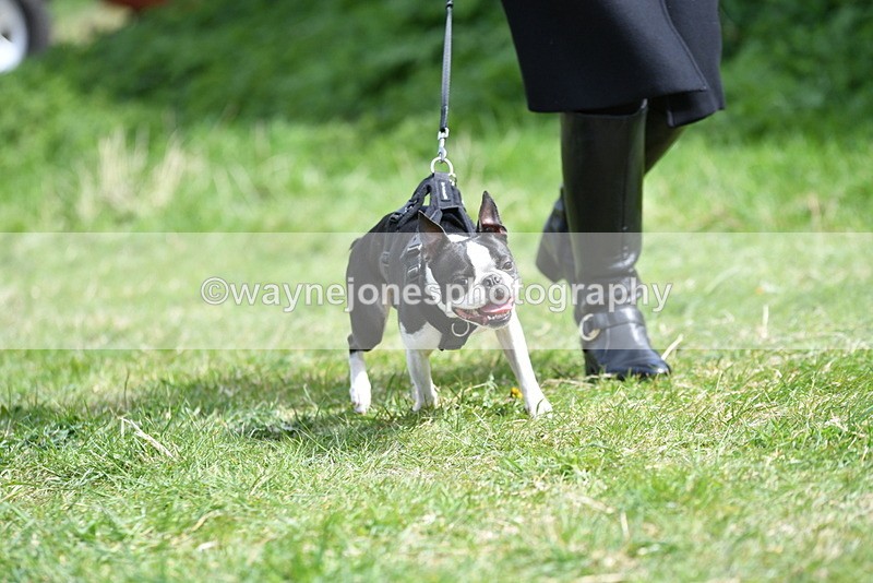WJ5_0444 - Class 7 Best Terrier