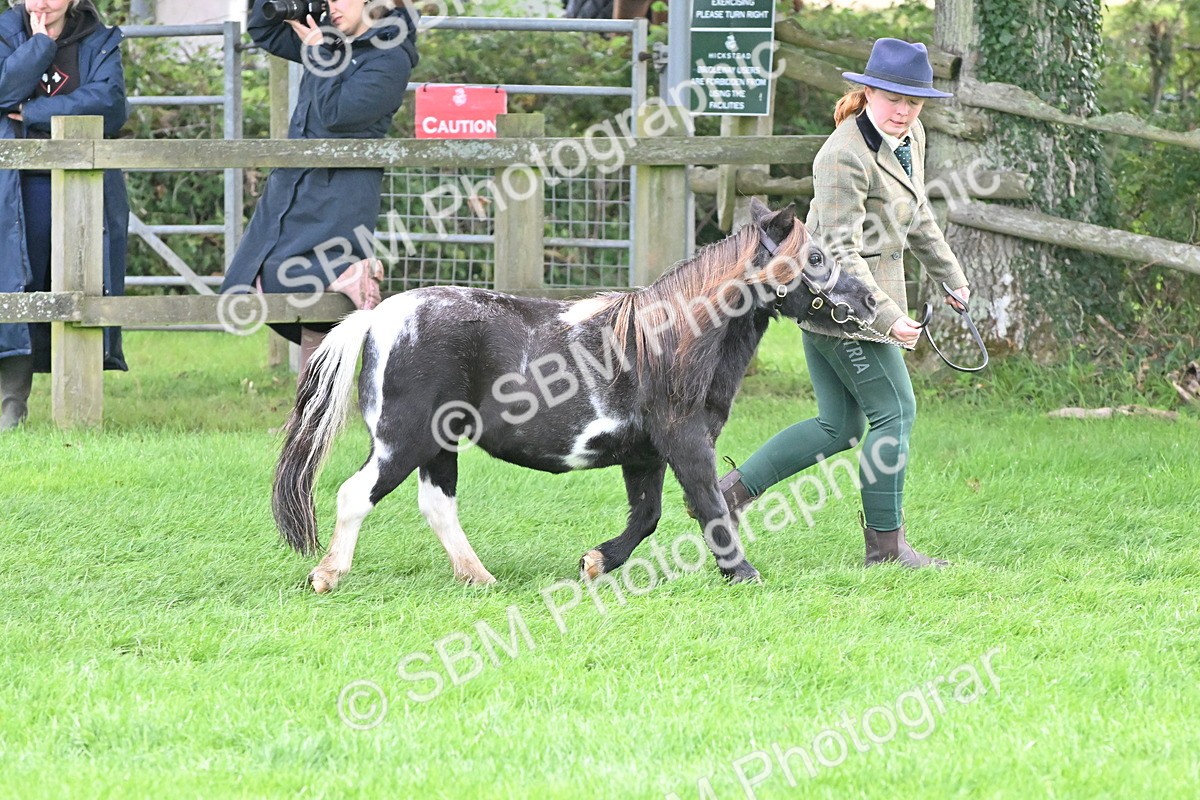 SBM_56935 - S45 - Coloured Pony In Hand