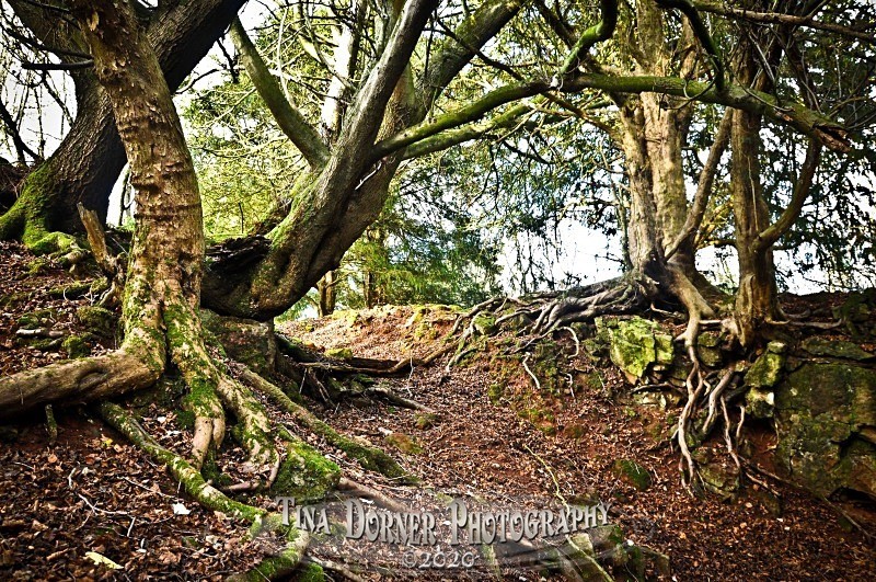 Yew Tree roots from Autumn Forest of Dean and Wye Valley Portfolio by Tina Dorner Photography
