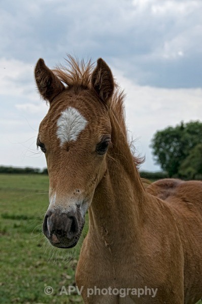  - Horses'n'Ponies