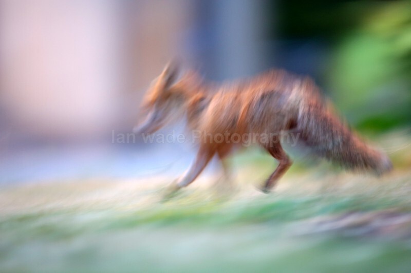  - Bristol Urban fox - foxes in family group