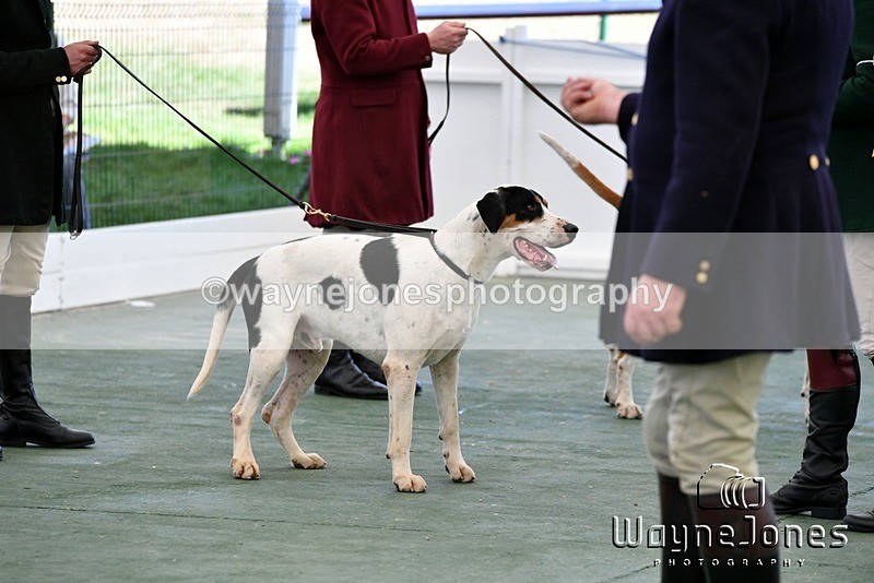 WJ5_0839 - Berks & Bucks at the Great Yorkshire Show 2025