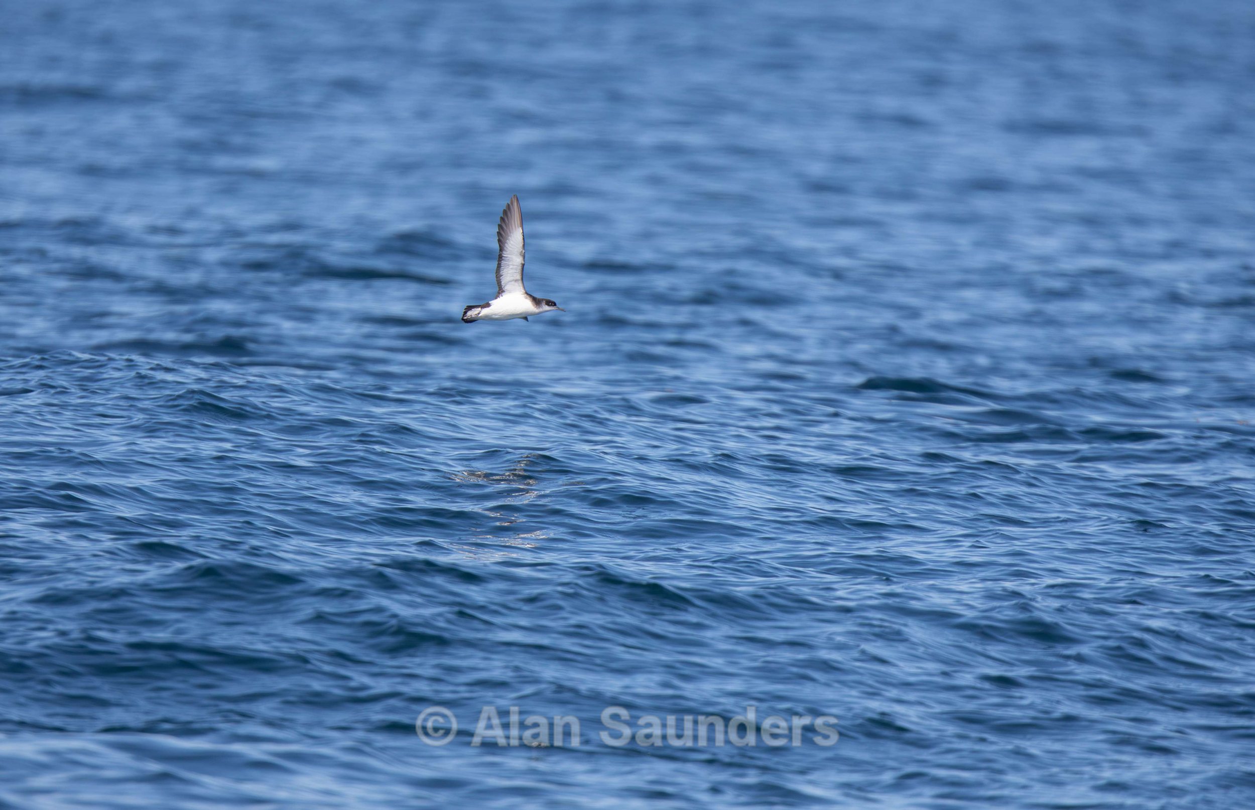 Manx Shearwater 2