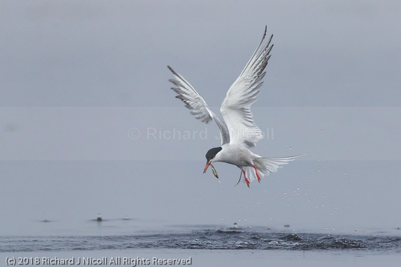Common Tern (Sterna hirundo) fishing - Common Tern (Sterna hirundo)