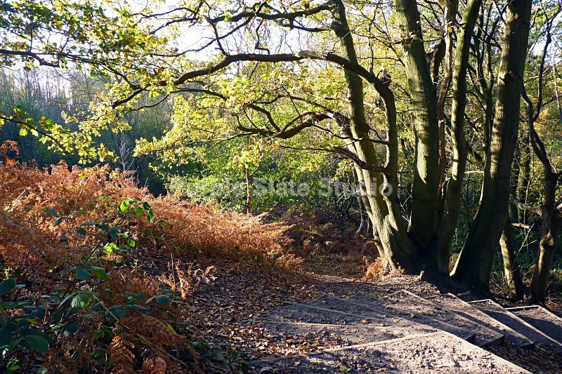 Autumn Shadows at Shorne Wood - Landscapes & Seascapes