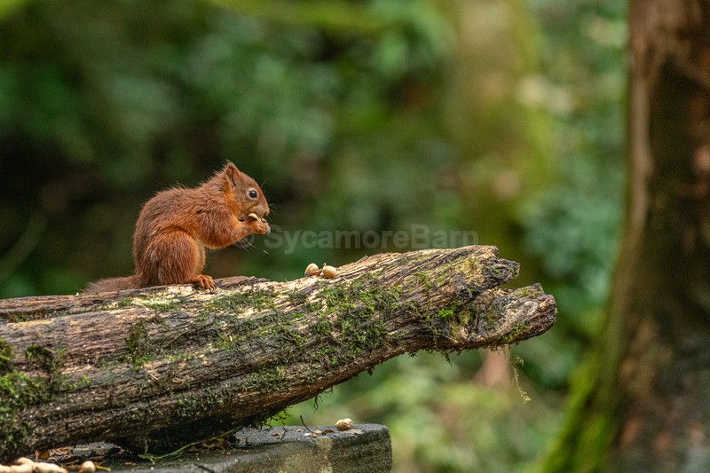 Squirrel feeding on a log - Red Squirrels