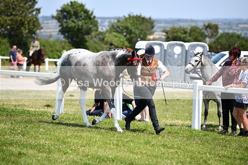 DSC_7902 - Coloured Horse In Hand Championship