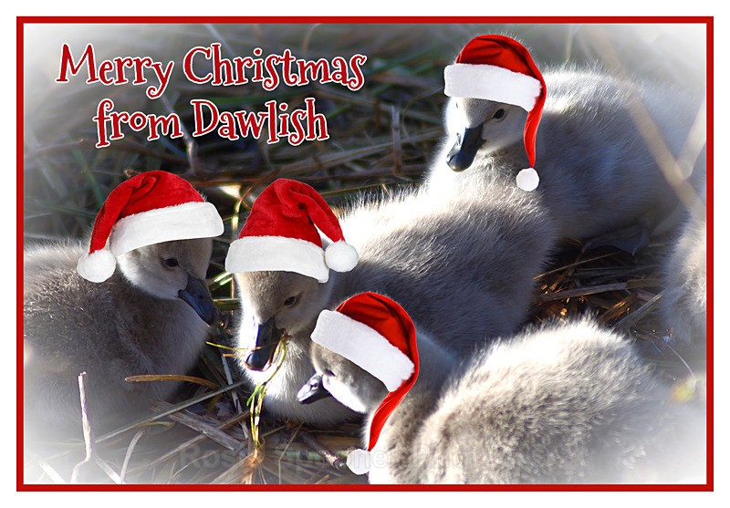 One left XM034 - Black Swan cygnets read for Christmas - Xmas Cards Dawlish