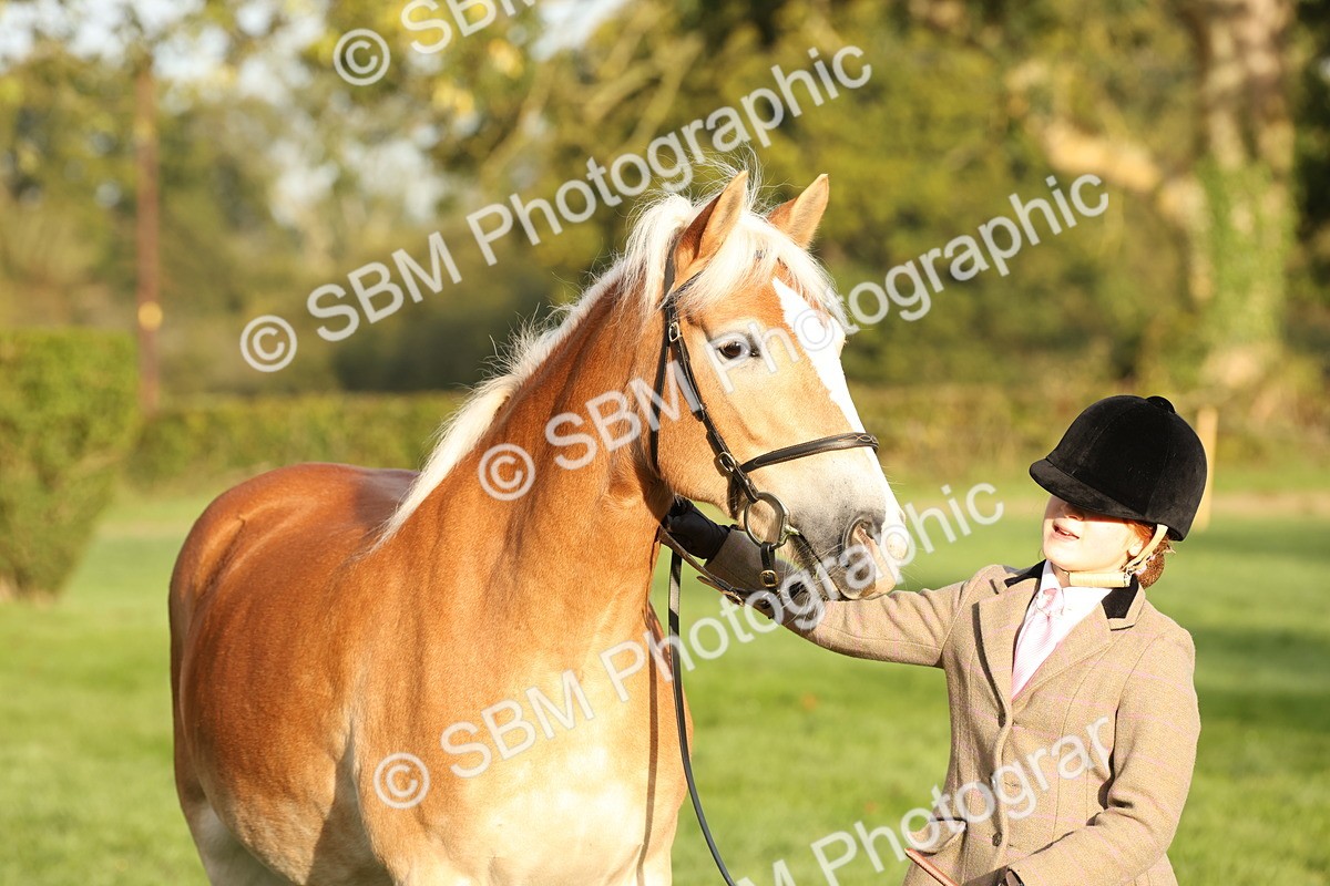 SBM_54453 - S51 - Foreign Breeds In Hand