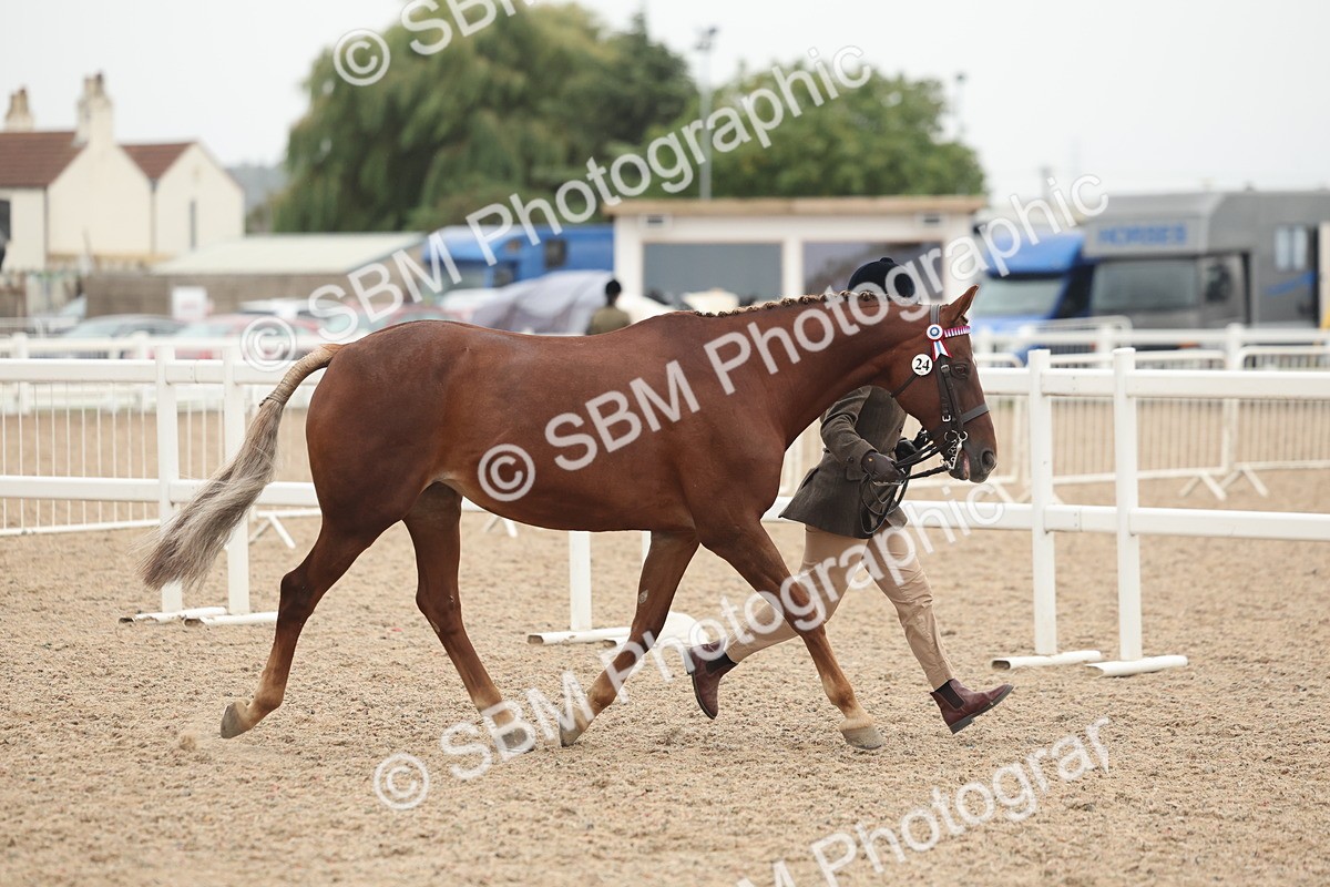 SBM_19763 - Class 318 - IH Part Bred Horse-Pony