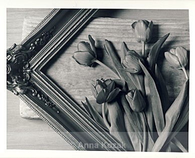 Black & white tulips - Flowers
