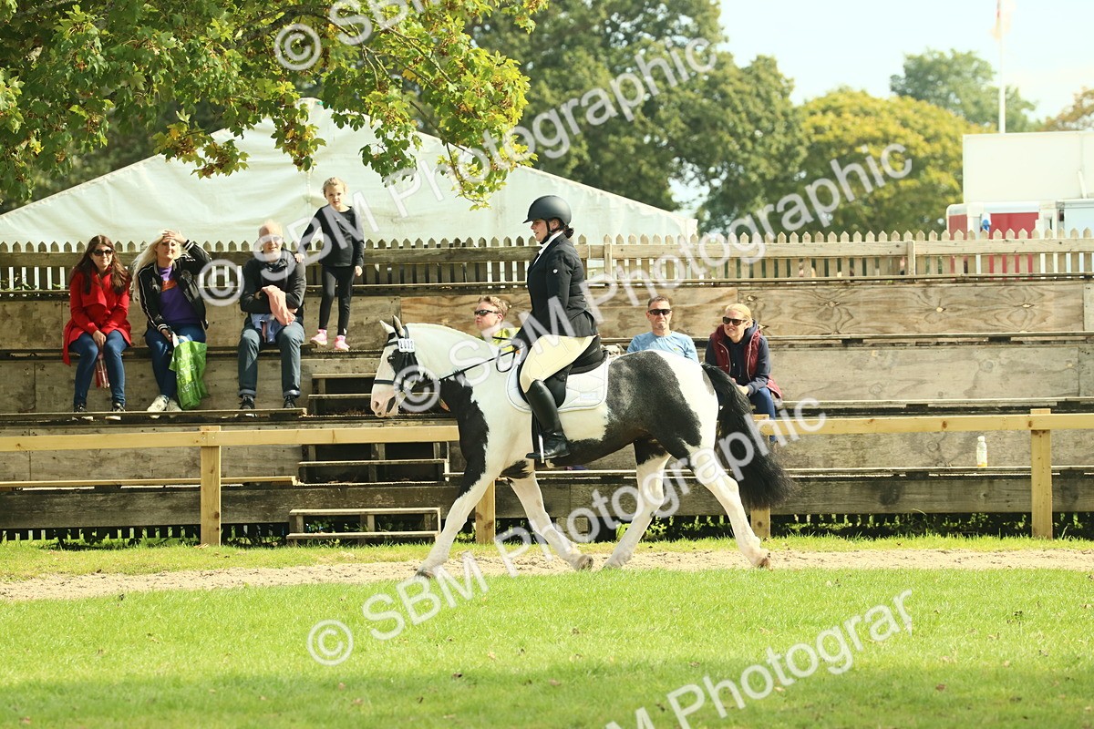 SBM_66588 - S34 - Rehabilitated Rescue Horse & Pony In Hand & Ridden