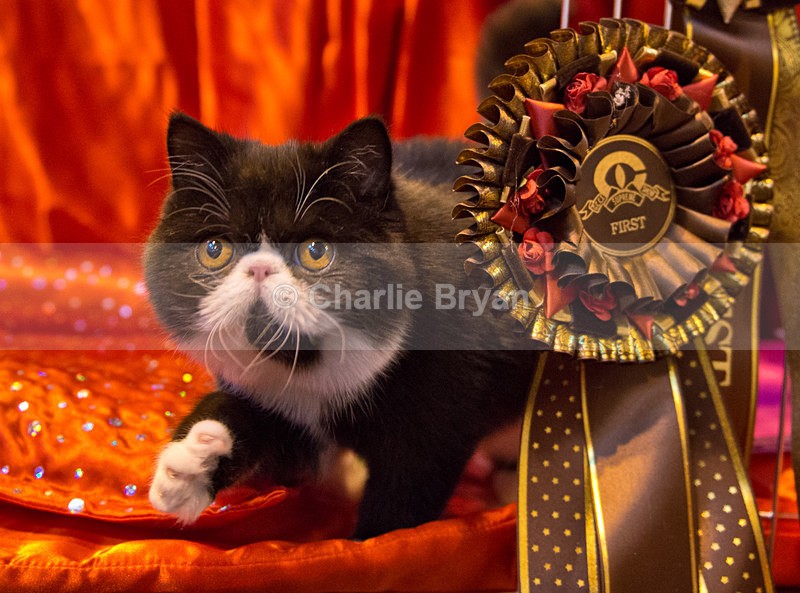  - 40th Supreme Cat Show NEC Birmingham