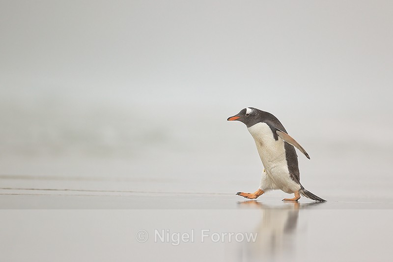 Gentoo Penguin on misty beach, Saunders Island, Falklands - Gentoo Penguin