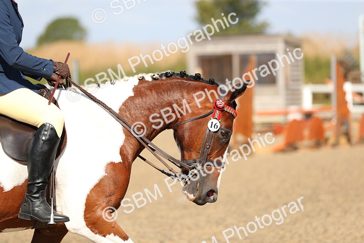 SBM_02289 - Class 43 Ridden Competition Horse/Pony