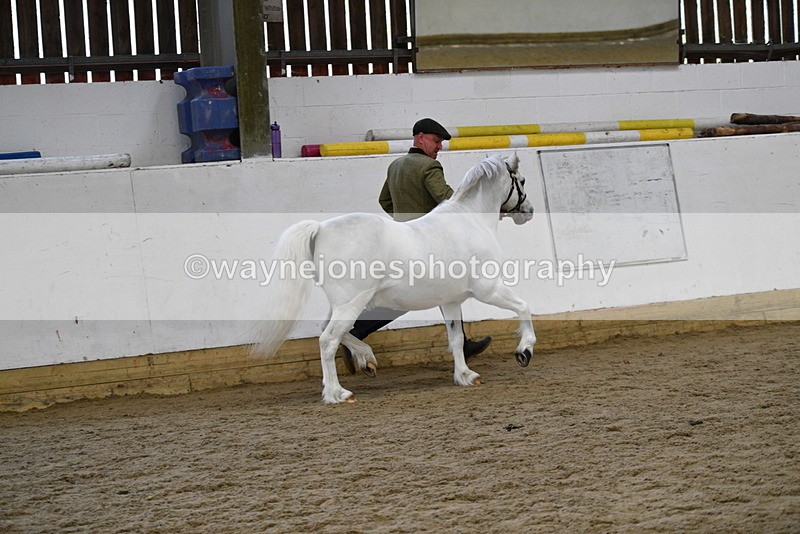 WJ5_5599 - Morning in hand Championship