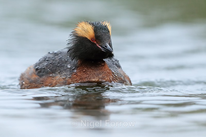 Slavonian Grebe, Lake Myvatn, Iceland - Slavonian Grebe
