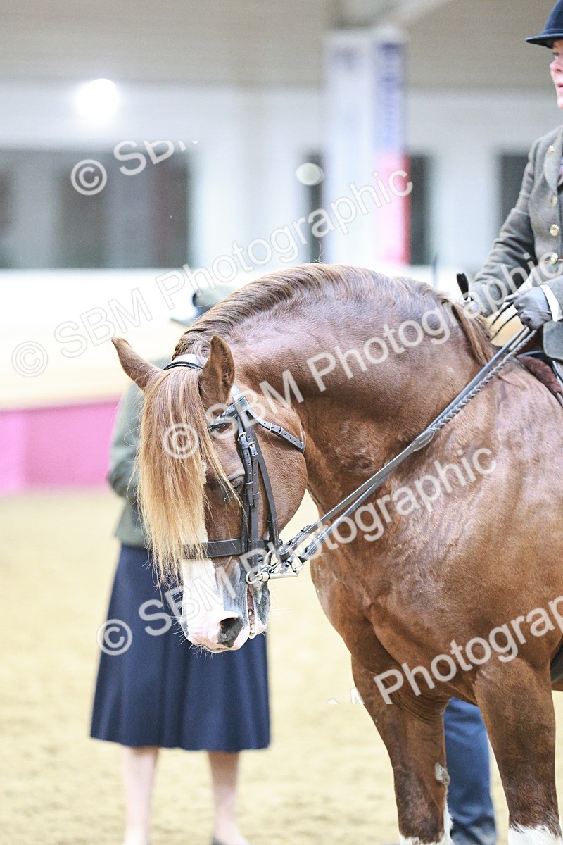 SBM_08921 - Class 12R - Regional Ridden Pre-Vet