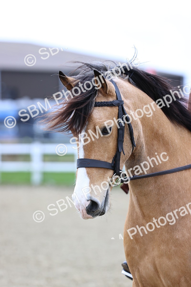 SBM_007004 - Class 29 - 30 - M&M Pure Novice Small-Large Breeds