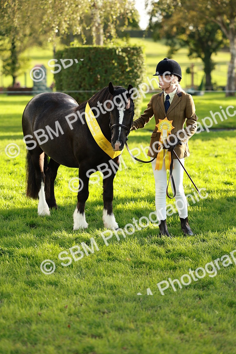 SBM_29303 - Novice & newcomer Supreme Championship
