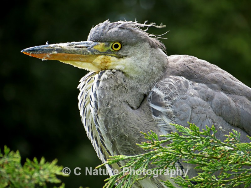Grey Heron - Birds