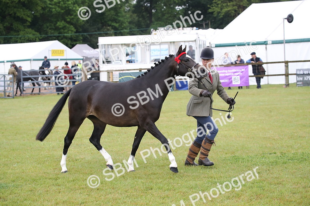SBM_00078 - Class 17-20 - Arab & Part Bred - Anglo Arab In Hand