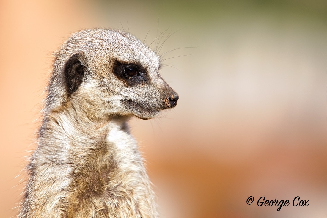 MeerkatGeorge Cox - Yorkshire Wildlife Park