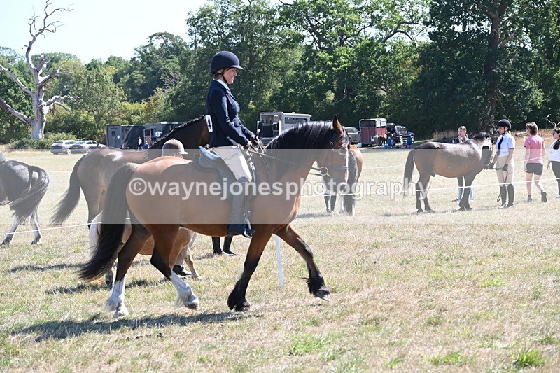 WJ6_8247 - Class 37a Best Loan Pony Ridden