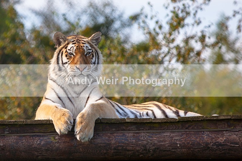 20120903-_MG_9597 - Captive Animals