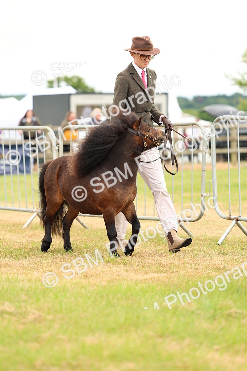 SBM_04429 - Class 64-67 - Shetland Pony In Hand