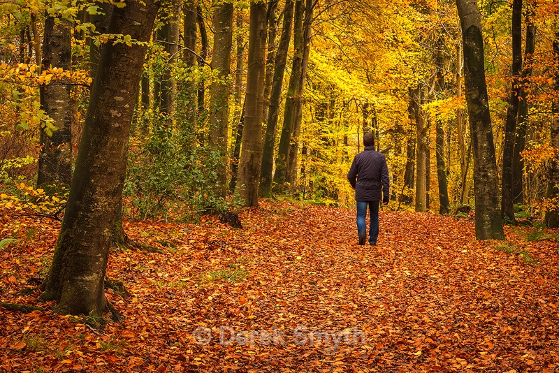 Autumn Walk - Co. Armagh