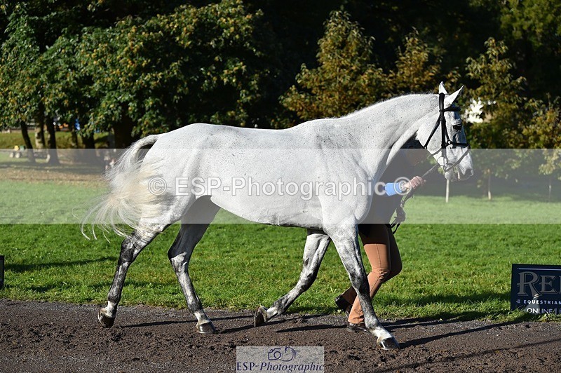 231022-100300-22205 - 624-CORRIEVIEW.OSCAR-Jane.Rogers-TrotUp+SJ