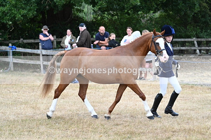 WJ7_8546 - Class 4 Prettiest Mare up to 14.2hh