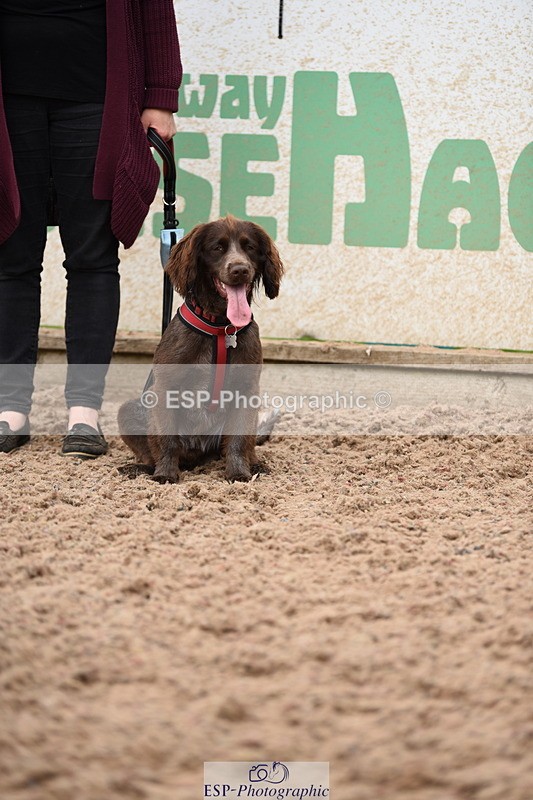 240518A-121142-01119 - Cls 3 Handsomest Dog