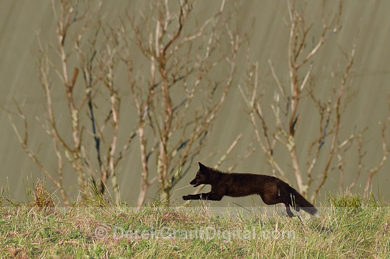 Silver Fox Kit in Flight Vulpes Vulpes - Mammals, Reptiles & Amphibians