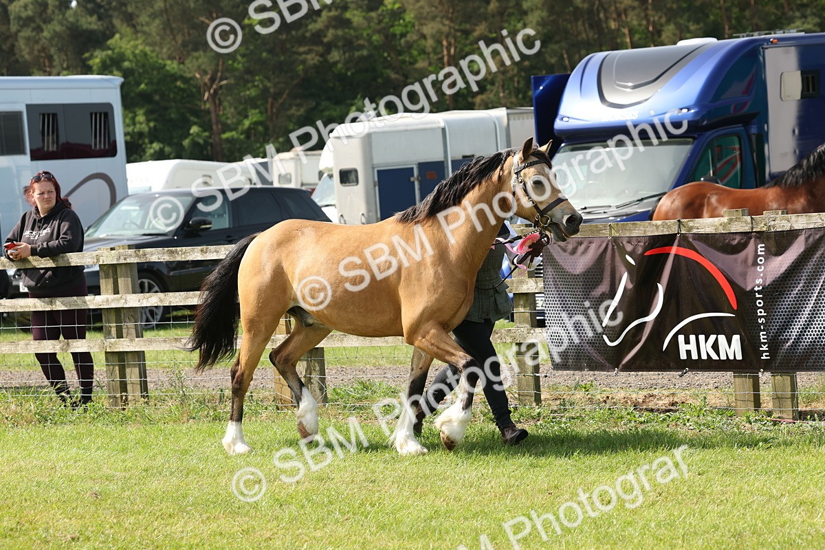 SBM_02204 - Class 6-13 - Mountatin and Moorland In Hand Welsh Breeds