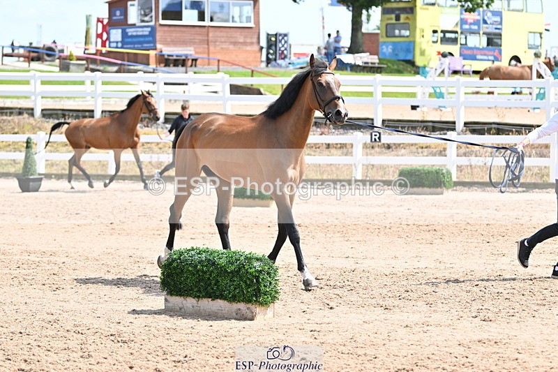 240717A-150212-02464 - Trot Up 3pm to 4pm