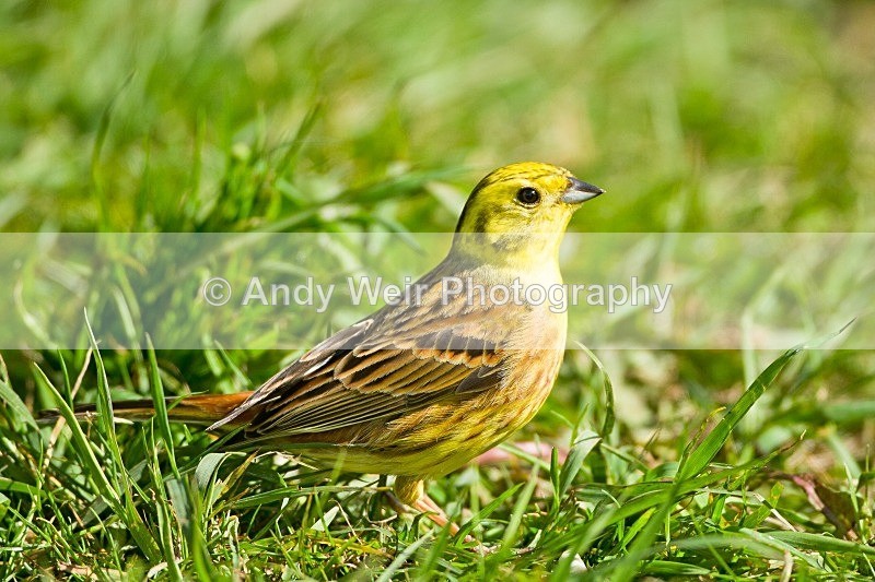 20120508-_MG_9819 - Buntings