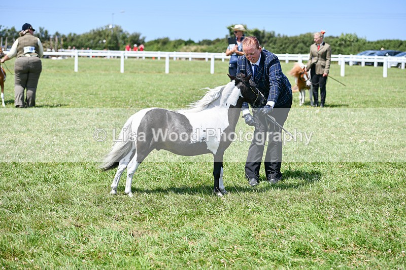 DSC_7360 - Class 62: Coloured Pony Youngstock
