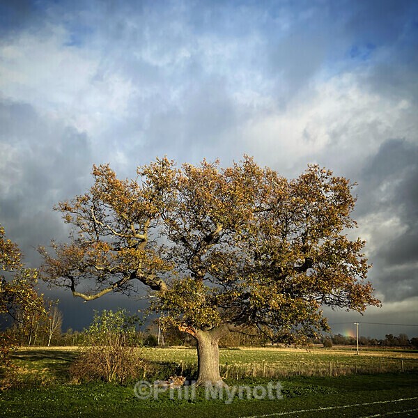 PhotoMynottART115 - Photo Mynott ART Images