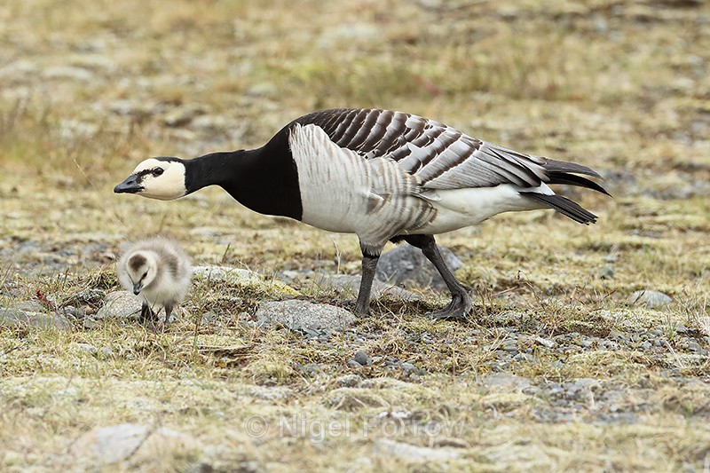Barnacle Goose watching over gosling, Jokulsarlon, Iceland - Barnacle Goose