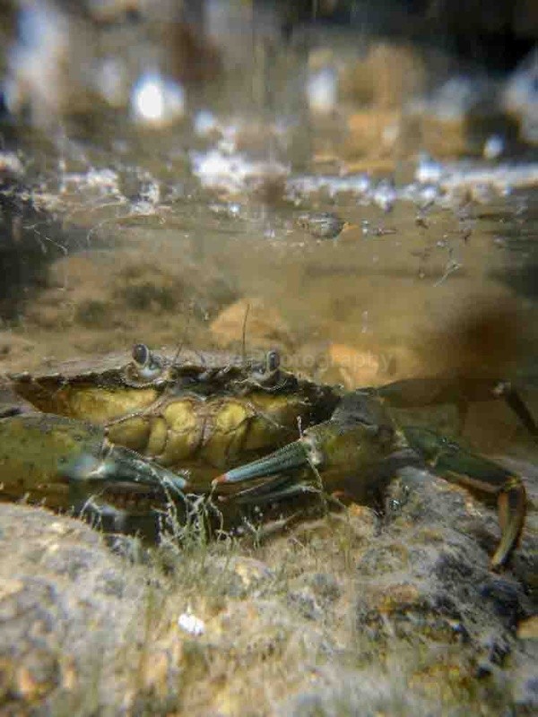 Common Shore Crab (Carcinus maenas) underwater, Clevedon Somerset - Underwater Photography Bristol, Somerset and South West