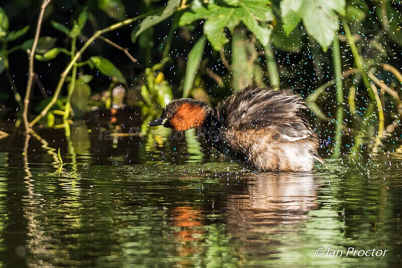 Water off a Little Grebe's back! - Nature
