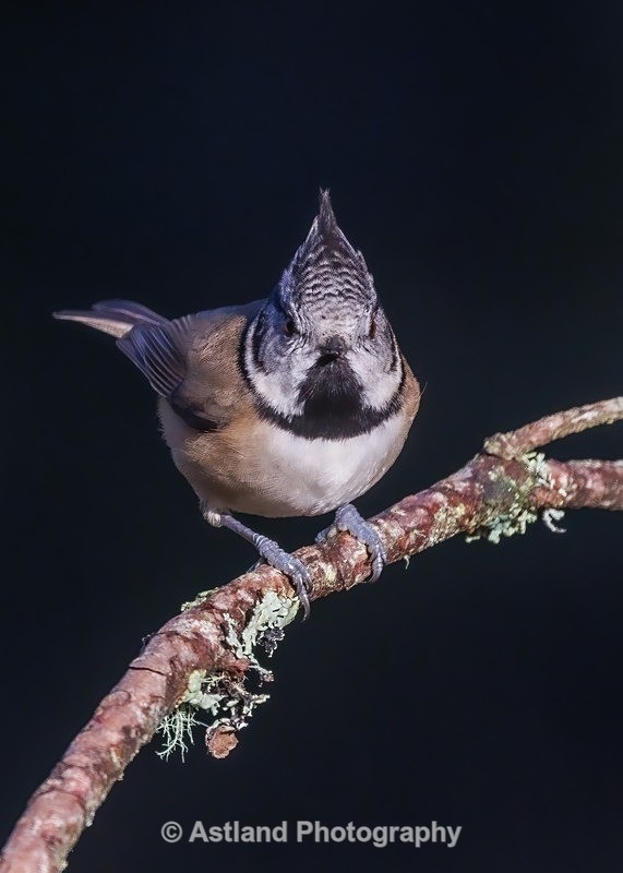 Crested Tit - Latest Images